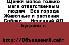 Щенки мопса только мега-ответственным людям - Все города Животные и растения » Собаки   . Ненецкий АО,Бугрино п.